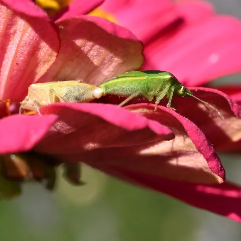 Stink bugs on a zinnia in a Vacaville garden. (Photo by Kathy Keatley Garvey)