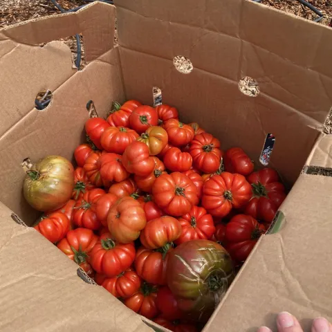 Tomato harvest