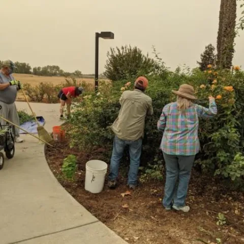 Wcc Quad rose garden 2020