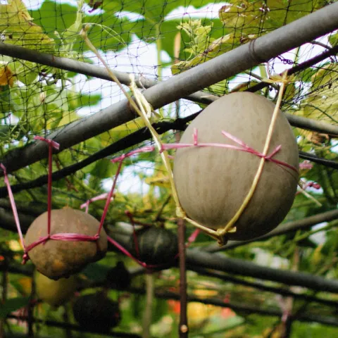 Melons hanging from a trellis