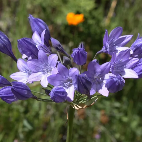 "Triteleia laxa flower in bloom"