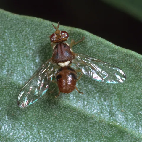 Small, reddish-brown insect clear wings, each with a dark spot near the tip, and a dark brown thorax with gray or black longitudinal stripes and a white crescent-shaped spot.