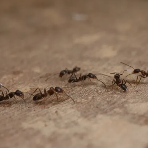 trail of brown ants on pavement.