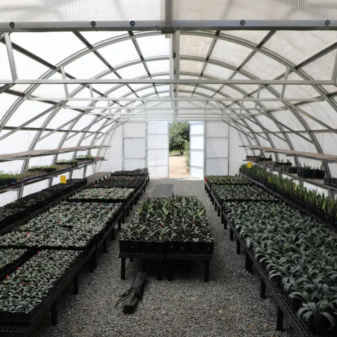 A greenhouse full of young agave plants.