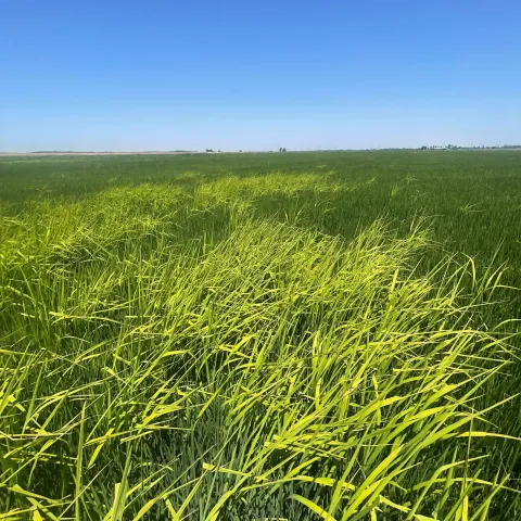Weedy rice in rice field