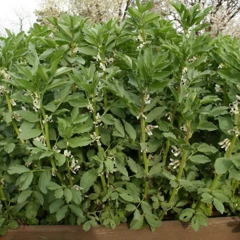 Fava Beans are a useful cover crop, and their leaves can be sauteed like any other edible green. J. Alosi