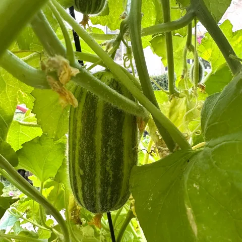Carosello cucumber on the vine
