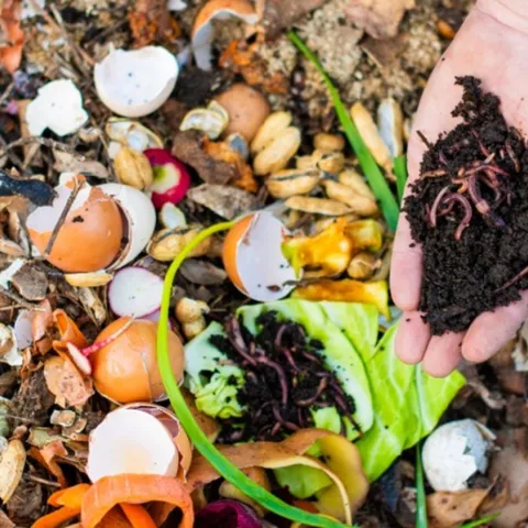 Learn the basics of composting and worm bins for home gardeners