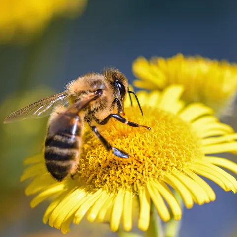 Honey bee on a yellow flower