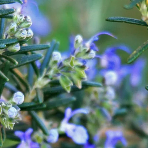Rosemary buds and twigs