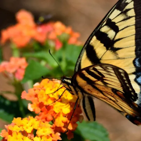 Yellow swallowtail on lantana
