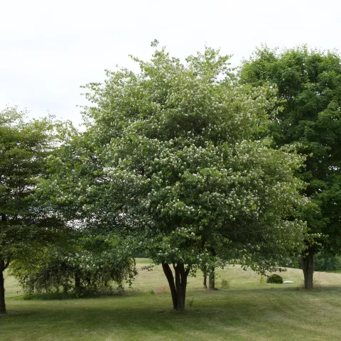 Photo of a Washington hawthorne tree.