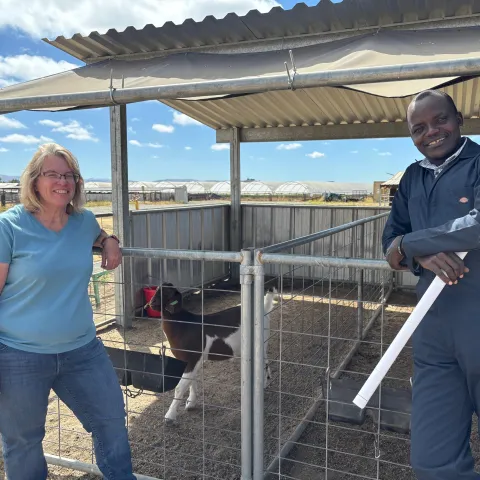 Two people pose by some goats