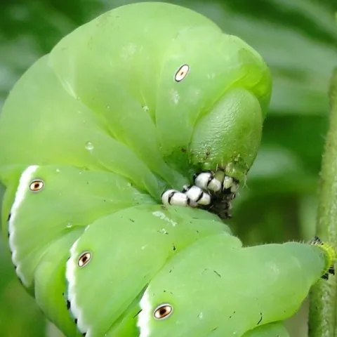 Horn Worm on a tomato plant