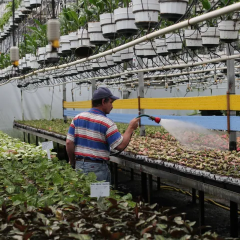 Irrigator watering greenhouse plants