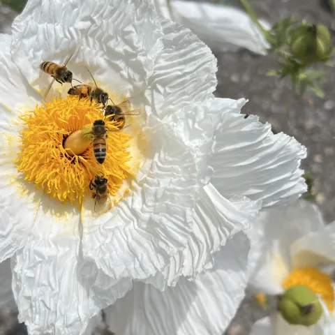 Honey bees on Matilija poppy