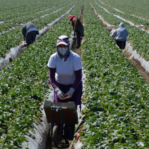Farmworkers in the field.