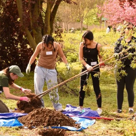 Photo of Tree Davis volunteers during a community tree planting event