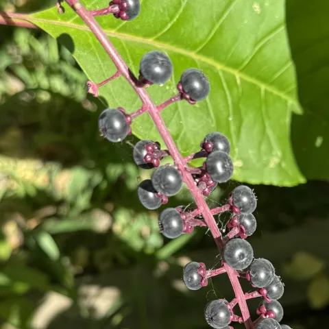Photo of pokeweed with mature berries.
