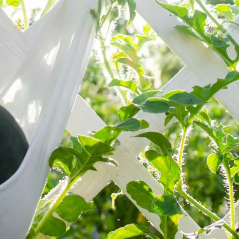 Watermelon in a sling growing on a trellis