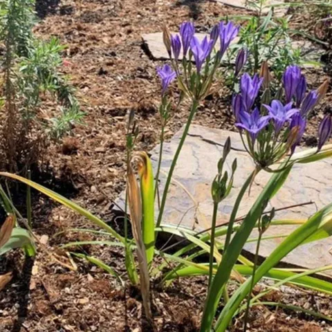 California Natives -Anaheim