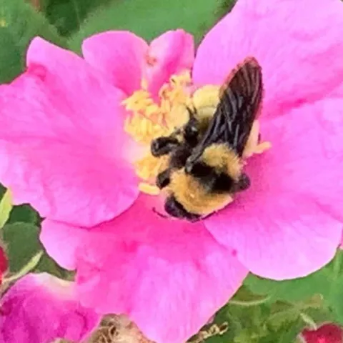 California Natives - Laguna Woods