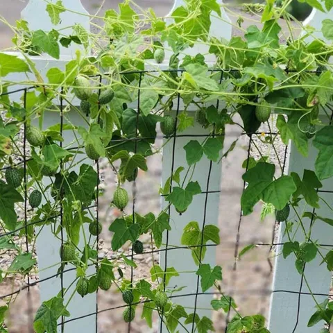 [PODCAST] Vertical Gardens