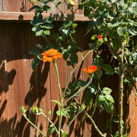 orange flowers of the tithonia plant