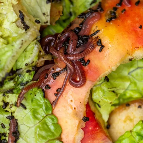 Learn to compost event for the family