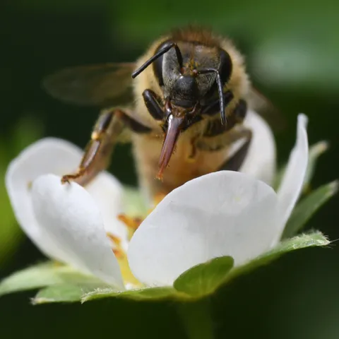 Honey bee pollinating strawberry. (Photo by Kathy Keatley Garvey)