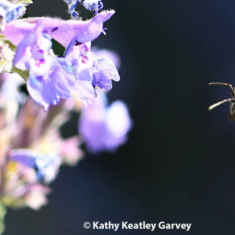 Honey bee in flight. (Photo by Kathy Keatley Garvey)