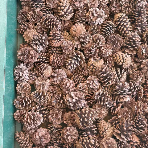 A pile of pinecones in a gree bin.
