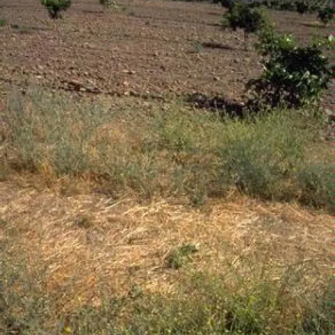 cover cropped citrus