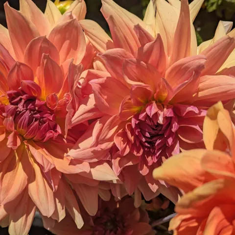 Garden dahlia flowers