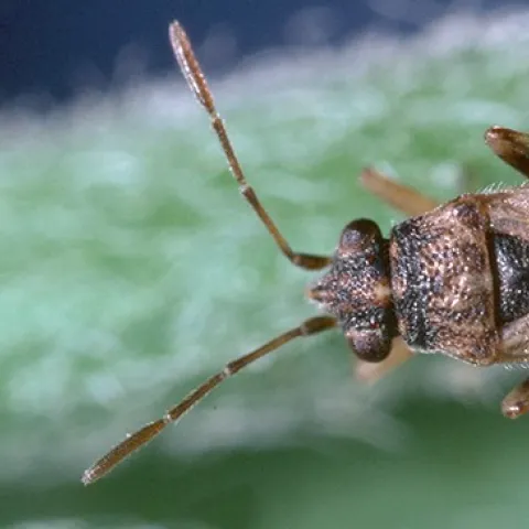 false chinch bug adult