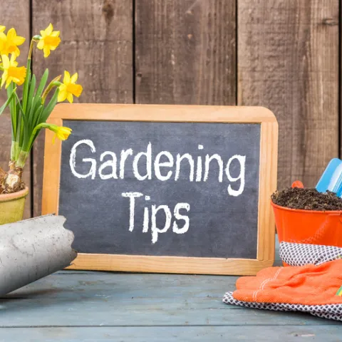 SMall chalkboard with he words "Gardening Tips" handwritten on it
