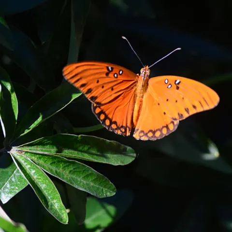 Gulf Fritillary in flight. (Photo by Kathy Keatley Garvey)