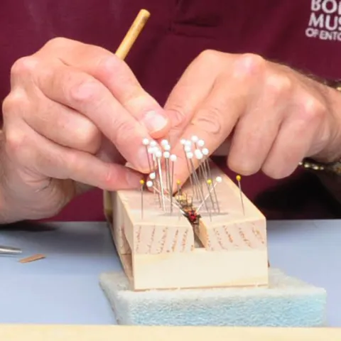 Jeff Smith spreading wings of a moth. (Photo by Kathy Keatley Garvey)