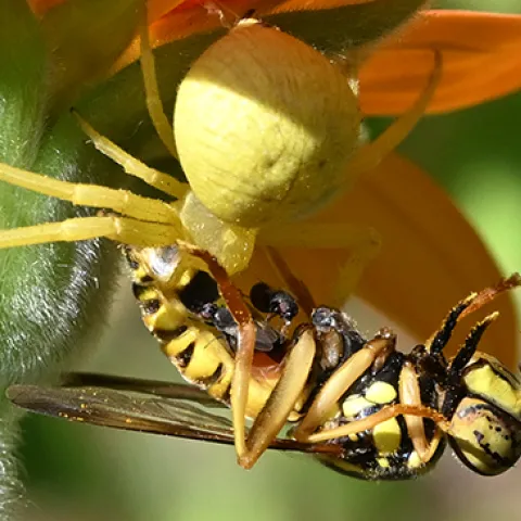 Crab spider nails a hoverfly, a yellowjacket mimic. (Photo by Kathy Keatley Garvey)