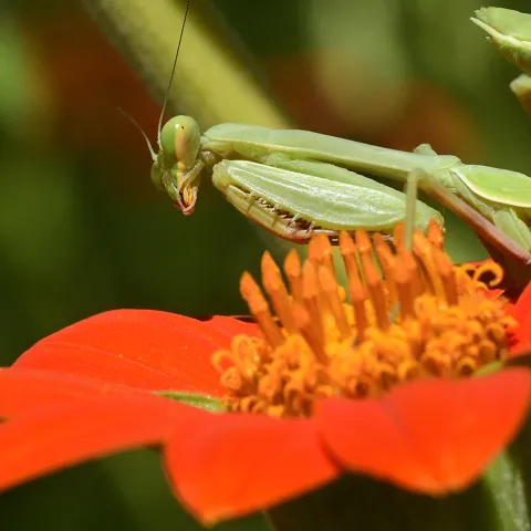 A praying mantis, Stagmomantis limbata, waiting for a bee. (Photo by Kathy Keatley Garvey)
