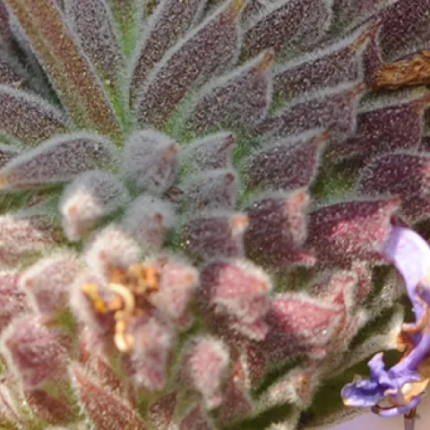 A honey bee nectaring in the UC Davis Bee Haven. (Photo by Kathy Keatley Garvey)