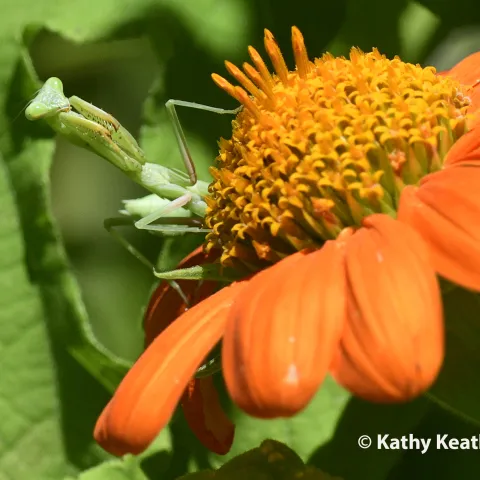 Praying mantis, Stagmomantis limbata, waiting for lunch. (Photo by Kathy Keatley Garvey)