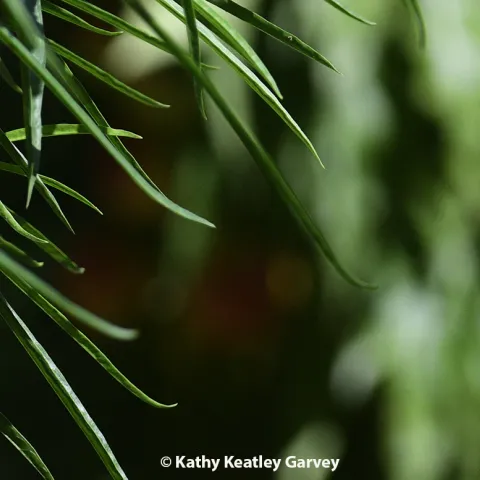 Monarch in flight, heading toward narrow-leafed milkweed. (Photo by Kathy Keatley Garvey)
