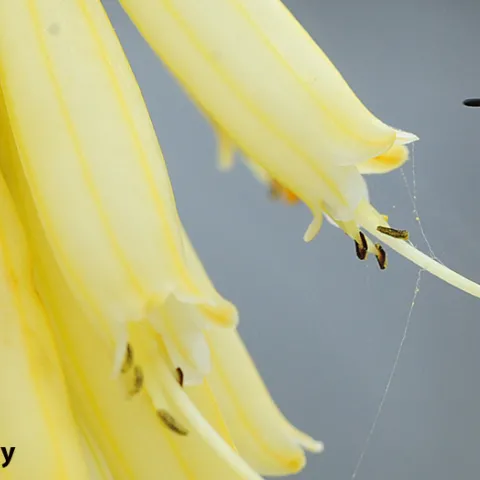 Western yellowjacket in Marin County. (Photo by Kathy Keatley Garvey)