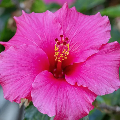 pink hibiscus flower closeup