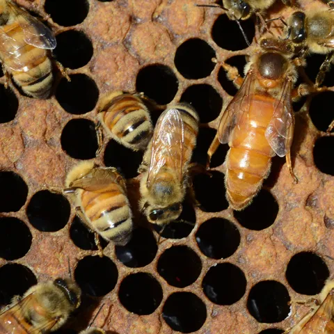 A queen bee laying eggs. (Photo by Kathy Keatley Garvey)
