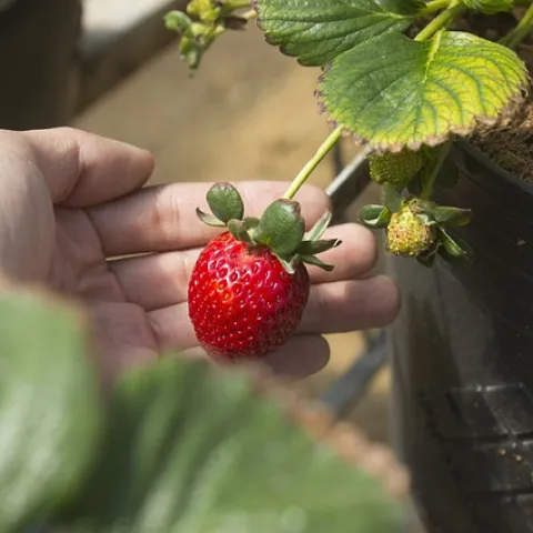 strawberry in a pot