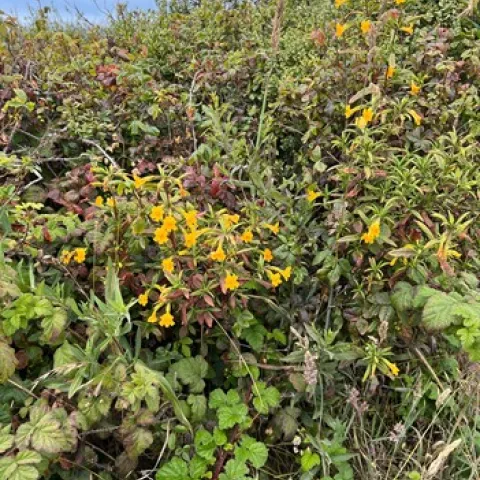 yellow sticky monkey flower