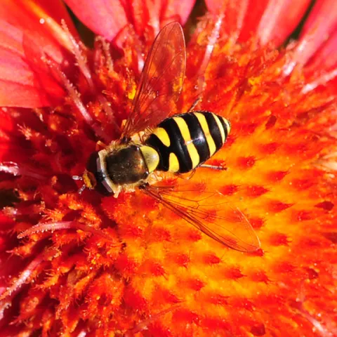 Syrphid fly on blanketflower, Gaillardia. (Photo by Kathy Keatley Garvey)