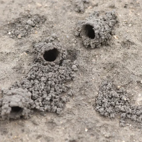 Turrets of digger bees on sand dunes of Bodega Bay. (Photo by Kathy Keatley Garvey)
